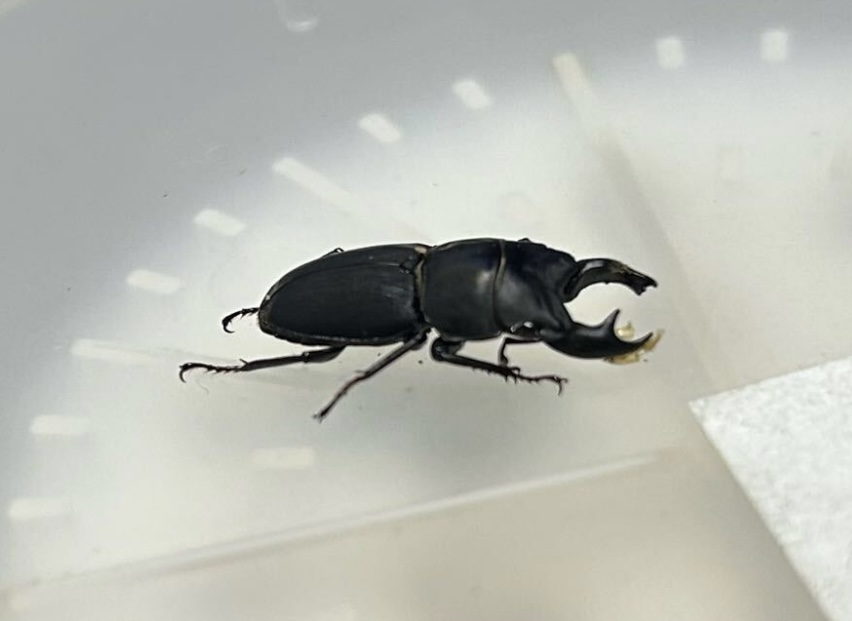 大型】メタドルクス・ロトゥンダトゥスツヤケシクワガタ ナンベイ 